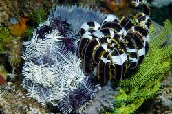 A collection of crinoids. Maldives 2006. by Chris Wildblood 